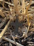 IMG_1428.jpeg