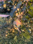 IMG_1330.jpeg